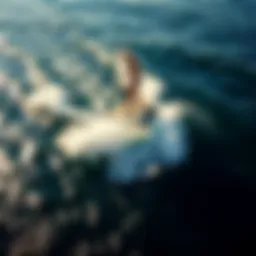 Elegant hydrofoil surfboard gliding over water
