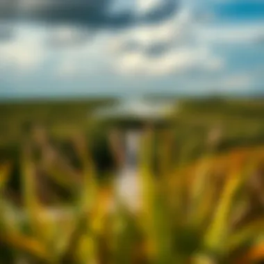 Lush Coastal Landscape of Jensen Beach A panoramic view of the lush coastal landscape of Jensen Beach