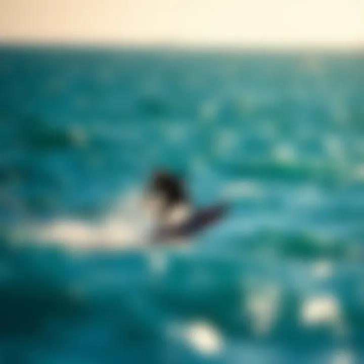 Notable The Dynamics of Liquid Force Foil Wings in Kiteboarding