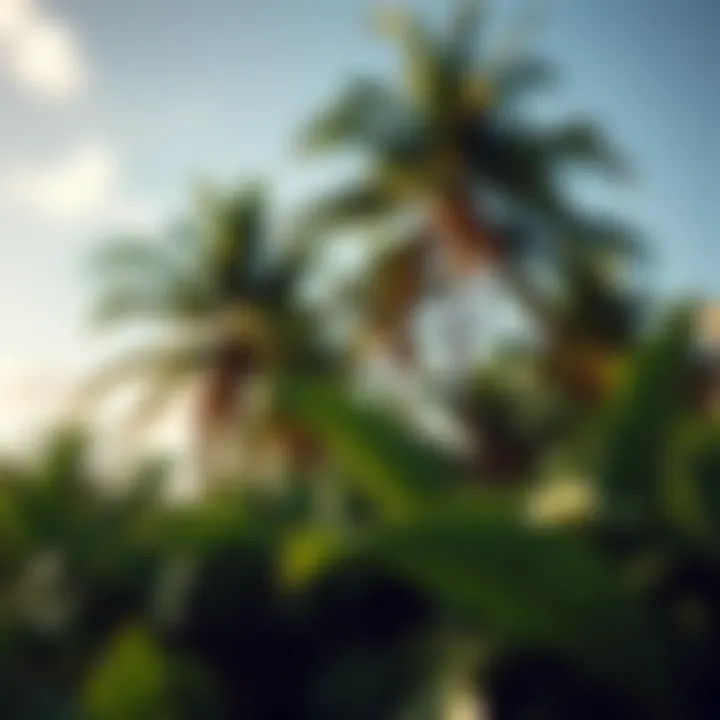 Tropical Paradise in Turks and Caicos Lush tropical landscape with palm trees swaying